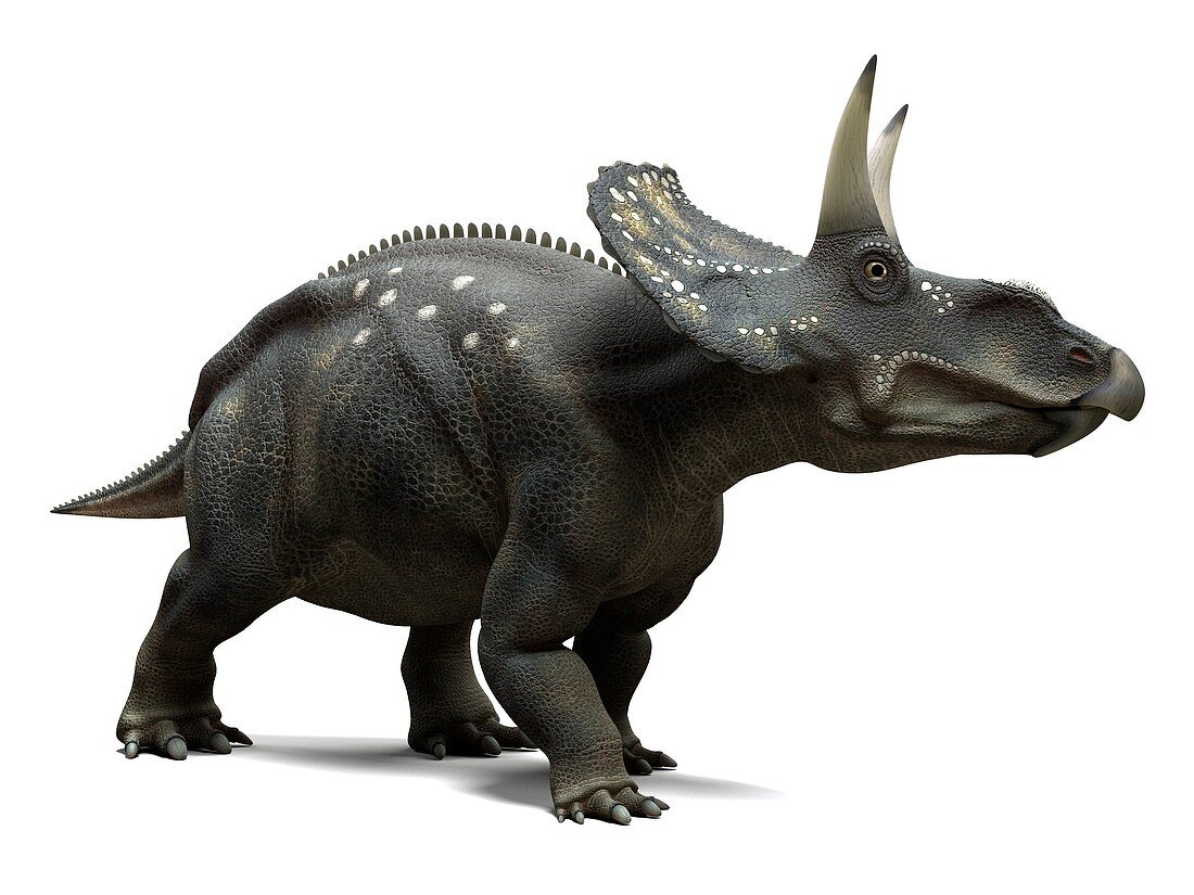 Nedoceratops dinosaur,artwork