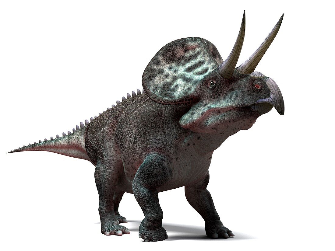 Zuniceratops dinosaur,artwork