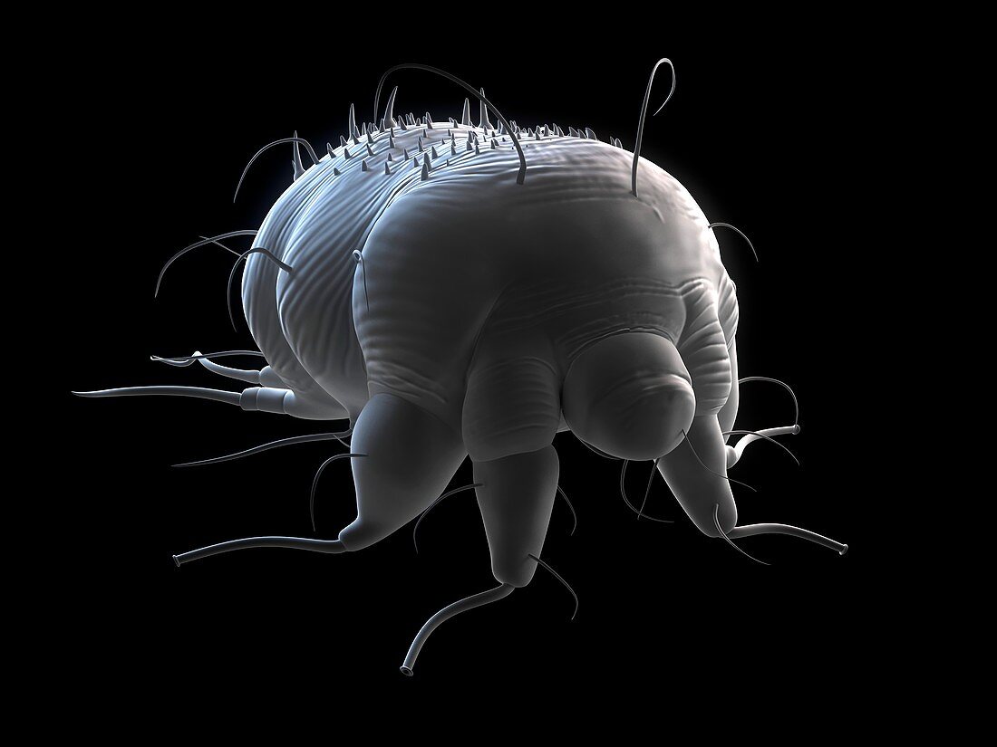 Scabies mite,artwork