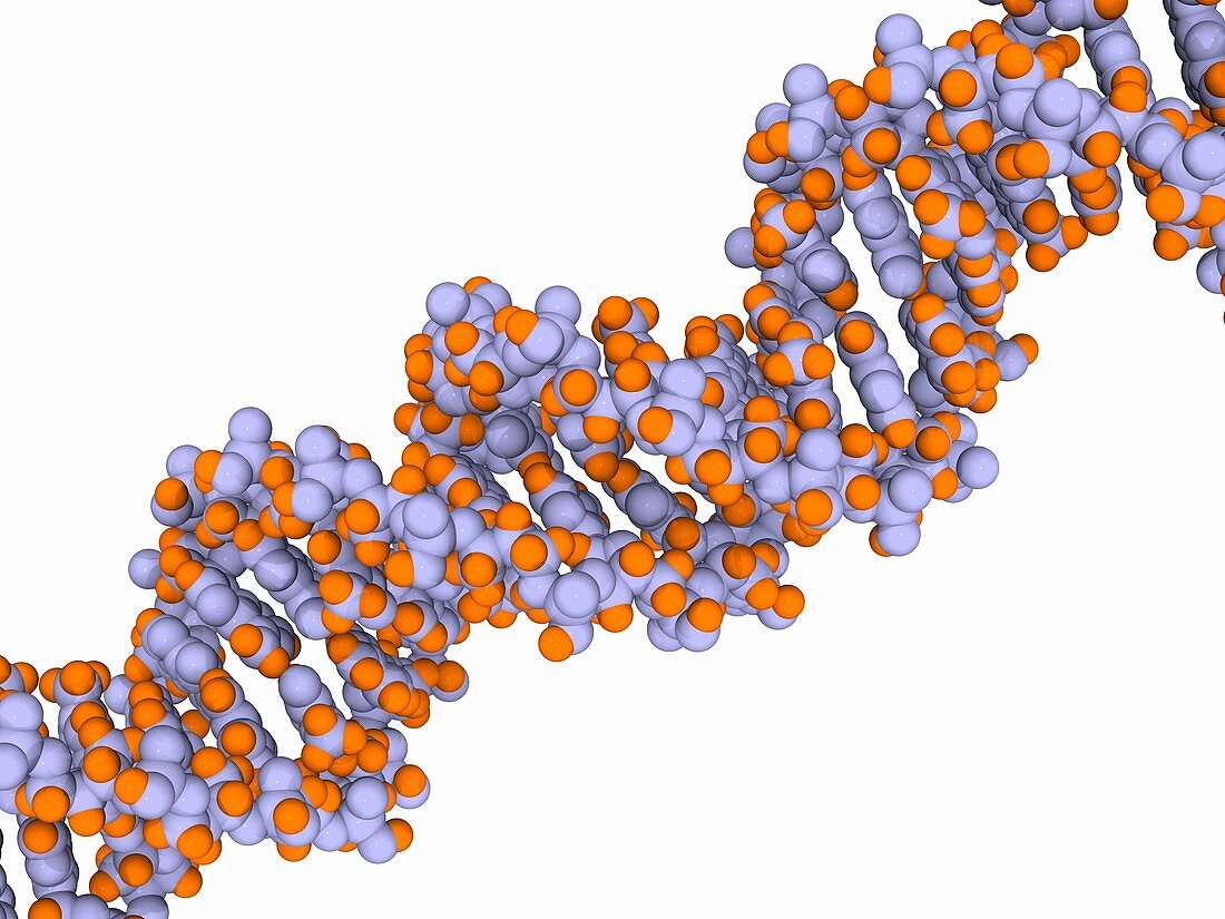 DNA molecule,artwork