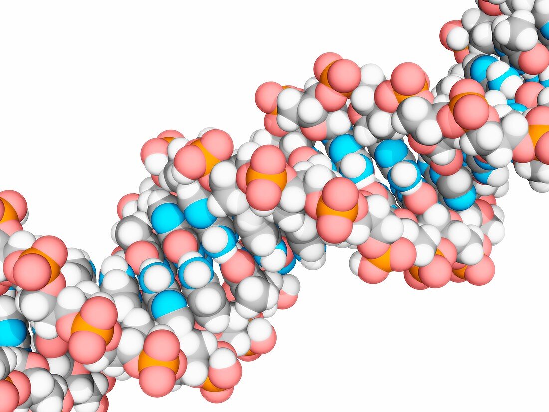 DNA molecule,artwork