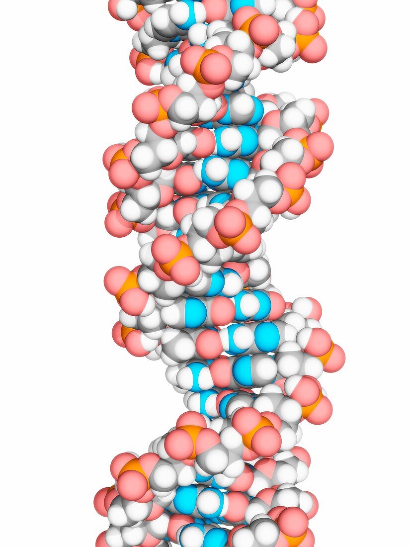 DNA molecule,artwork