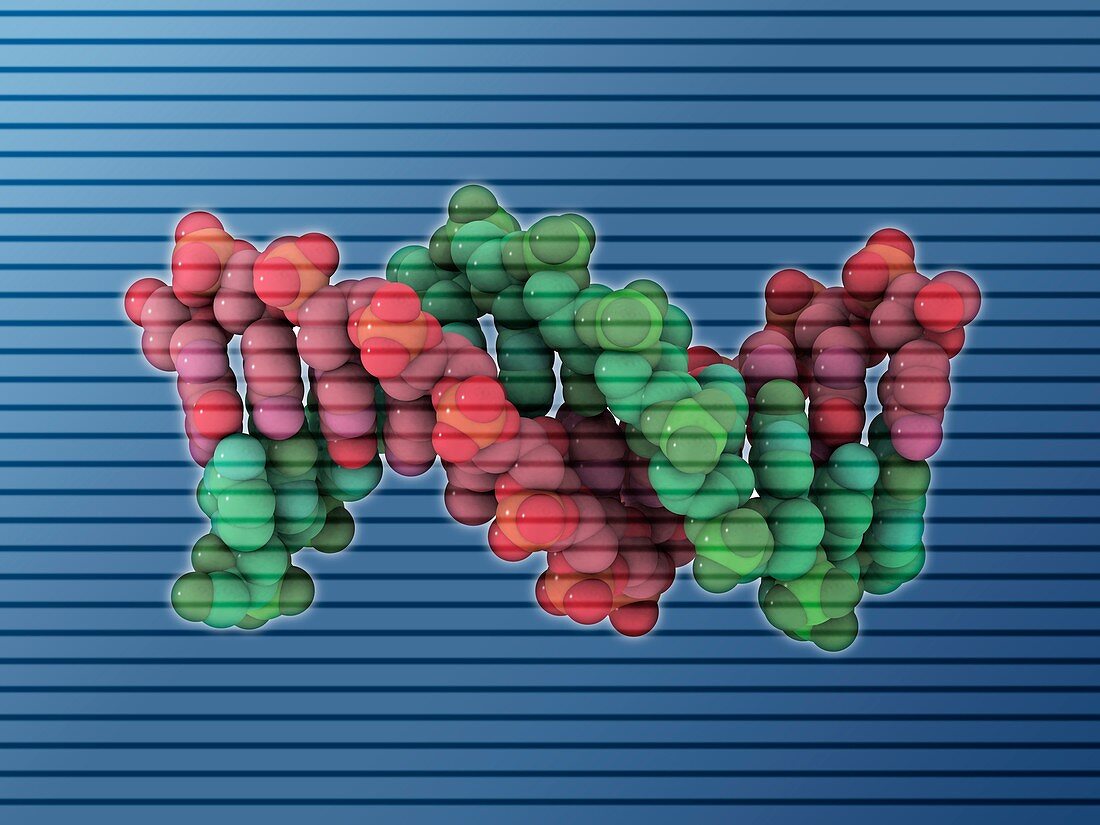 B-DNA molecule