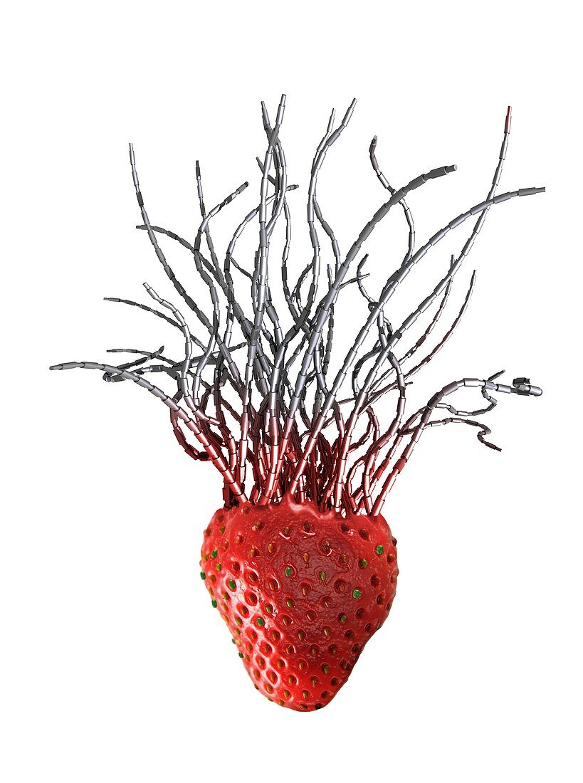 Genetically modified strawberry,artwork