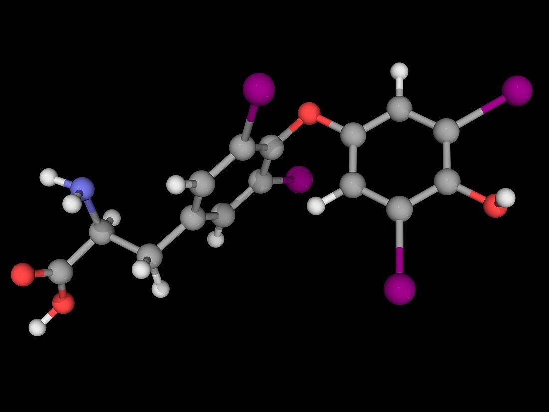 Levothyroxine drug molecule