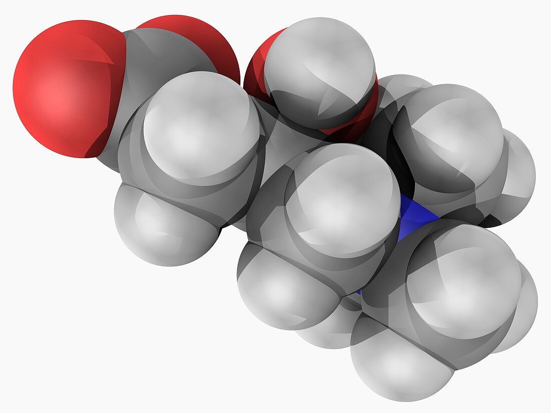 Carnitine molecule