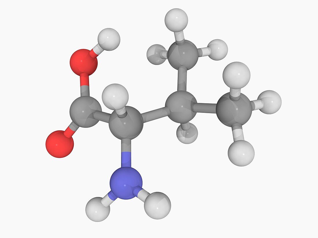 Valine molecule