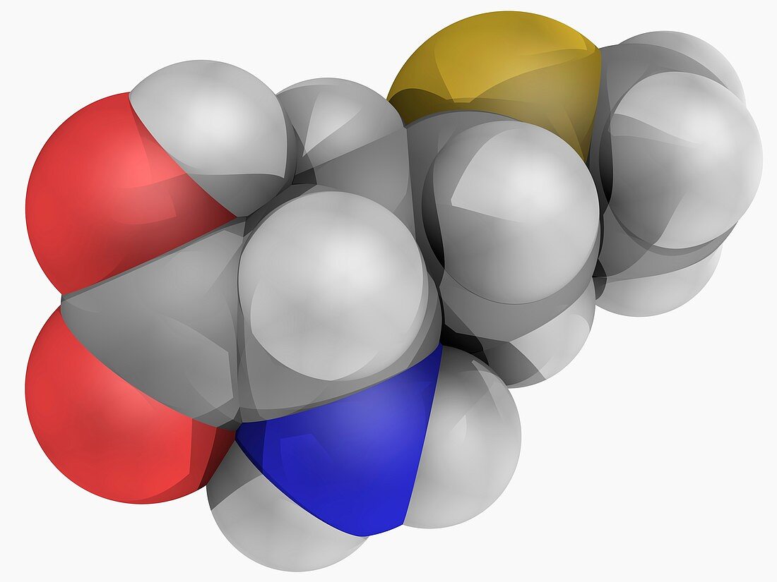 Methionine molecule