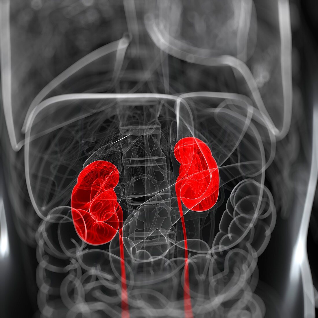 Healthy kidneys,artwork