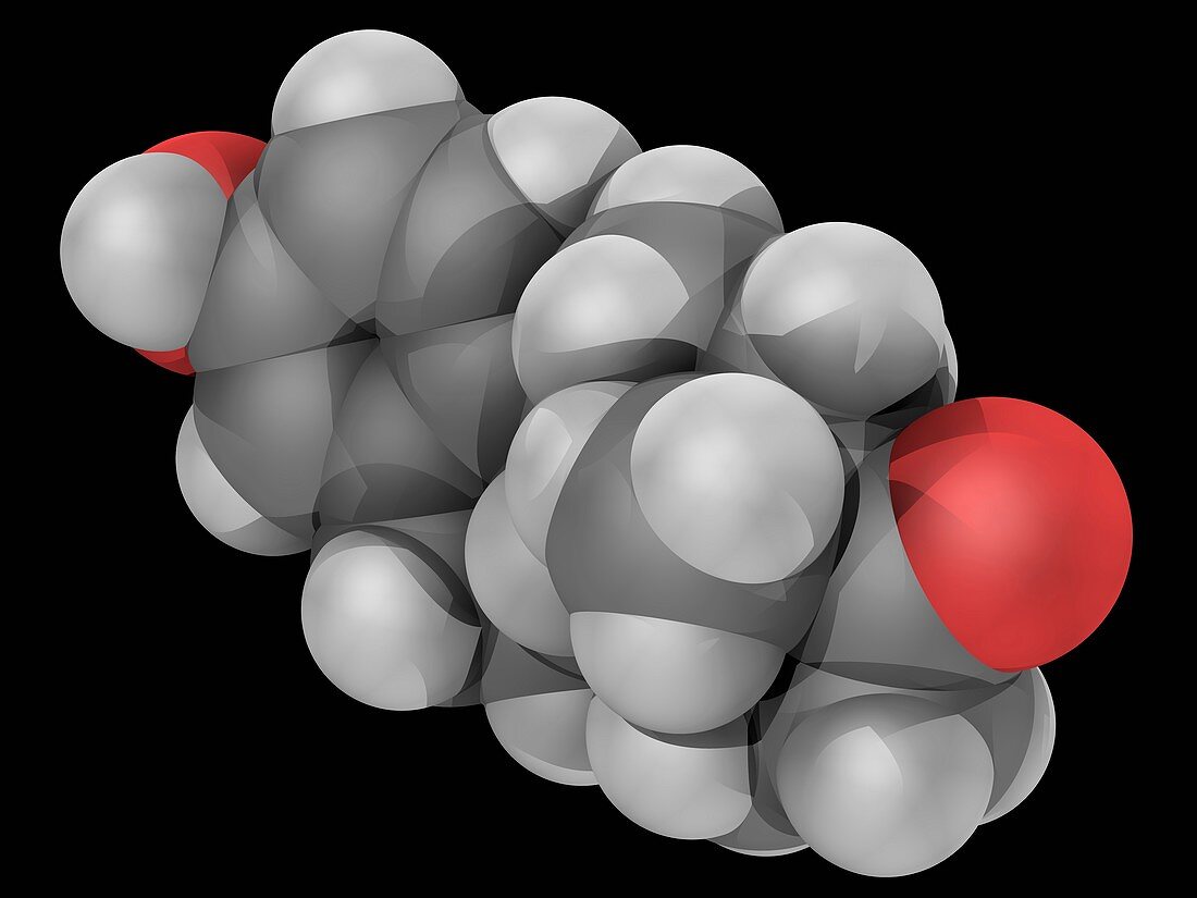 Estrone hormone molecule
