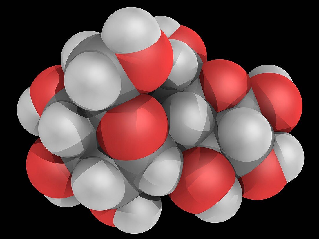 Maltose molecule