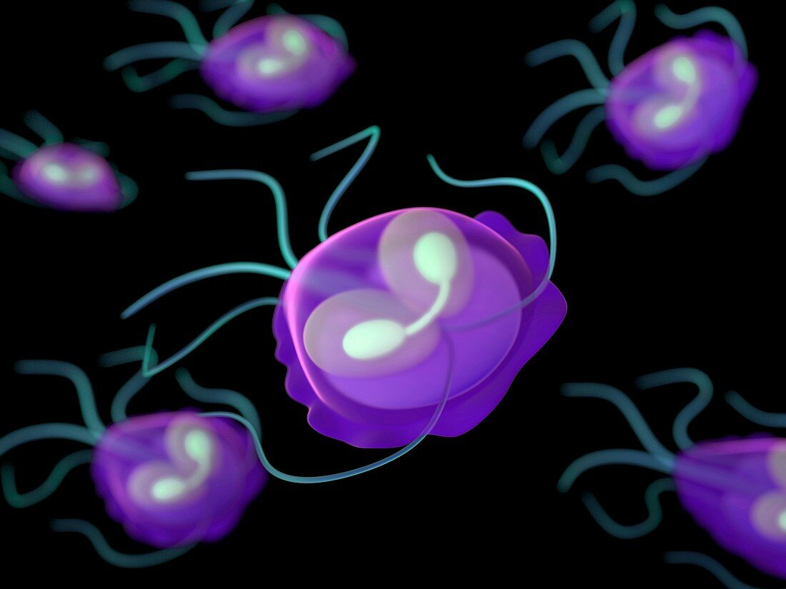 Giardia protozoa,artwork