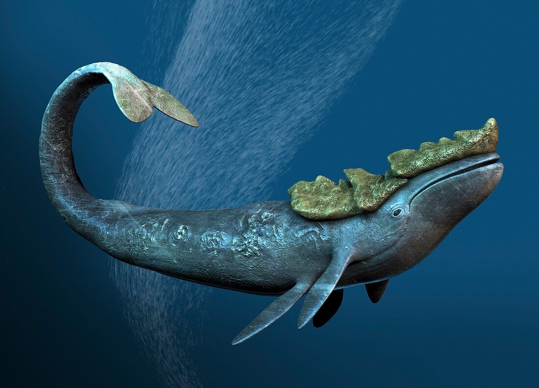 Leviathan sea monster,artwork