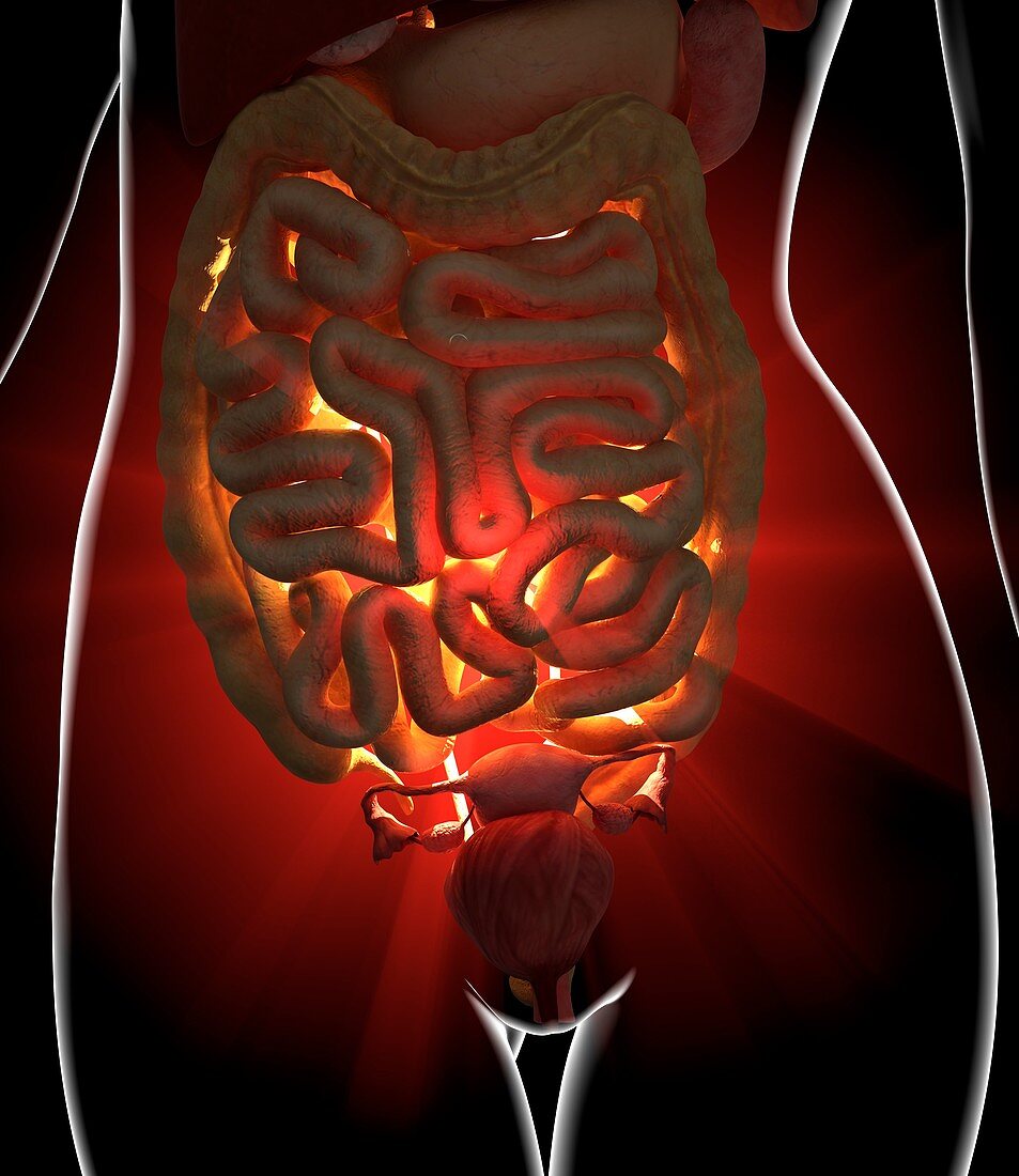 Abdominal pain,conceptual artwork