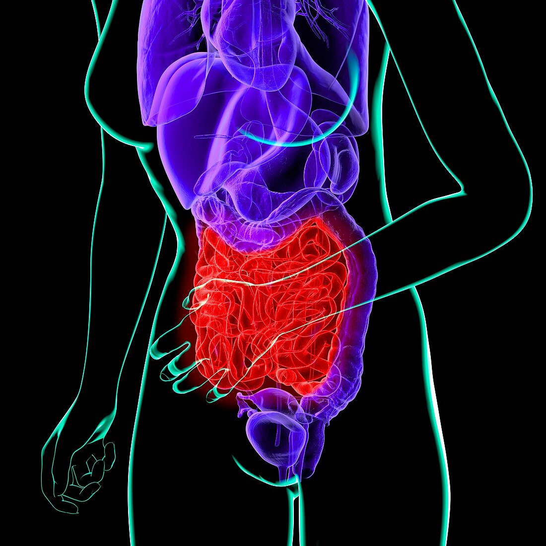 Abdominal pain,conceptual artwork