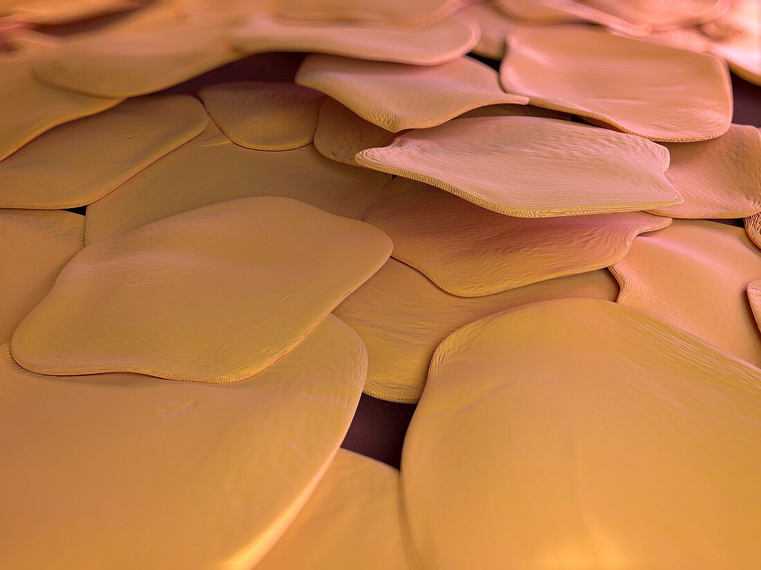 Human skin cells,artwork