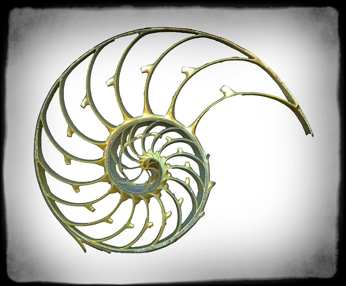 Sectioned shell of a nautilus,artwork