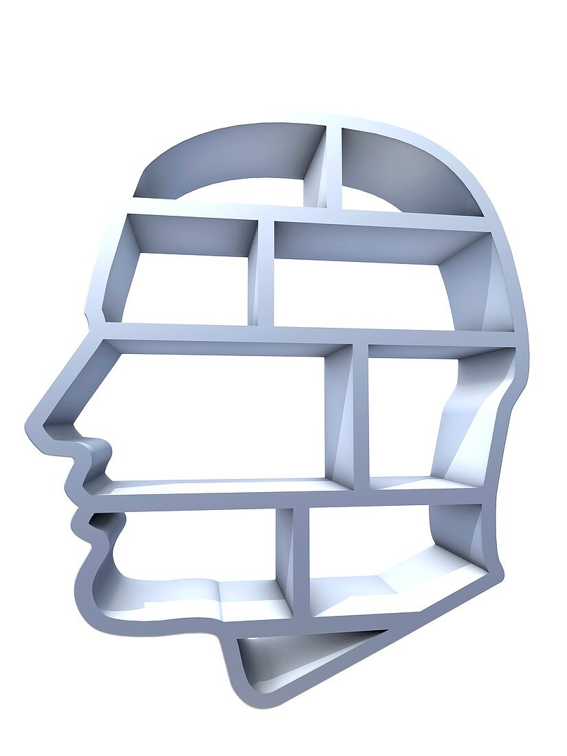 Head profile with brain compartments