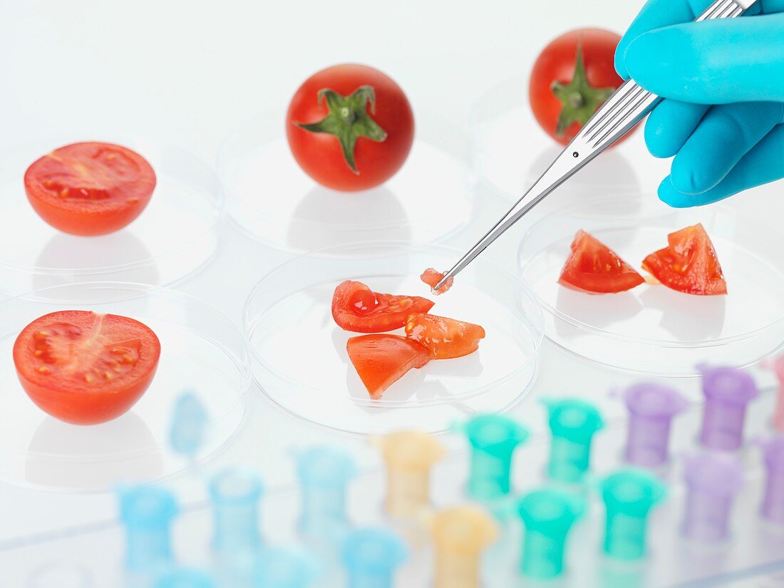Food research,conceptual image