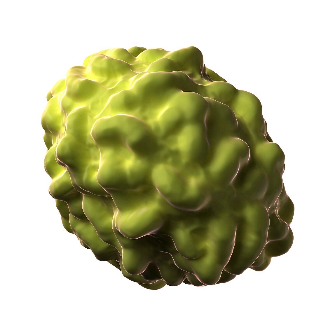 Smallpox virus particle