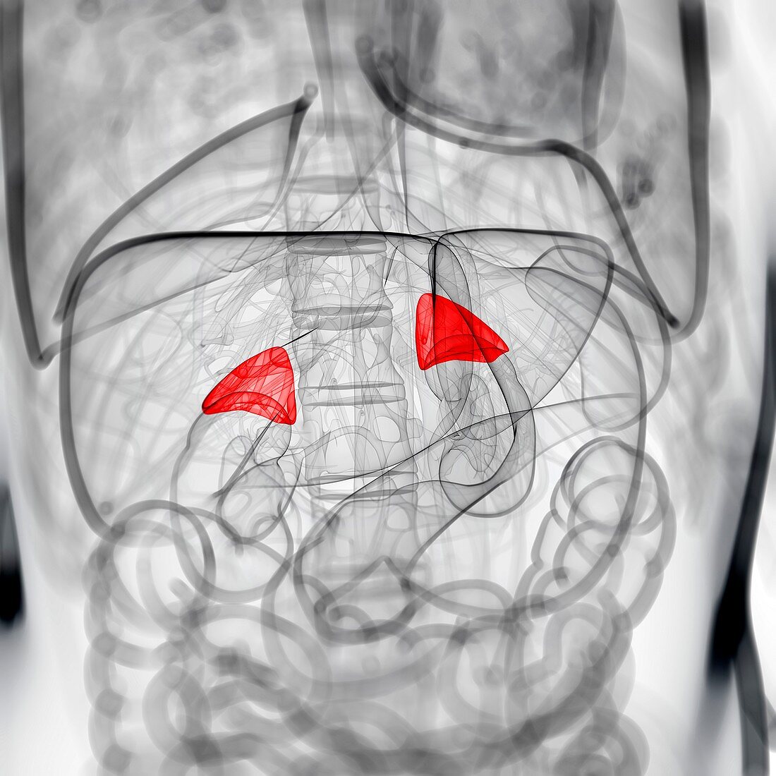 Healthy adrenal glands,artwork