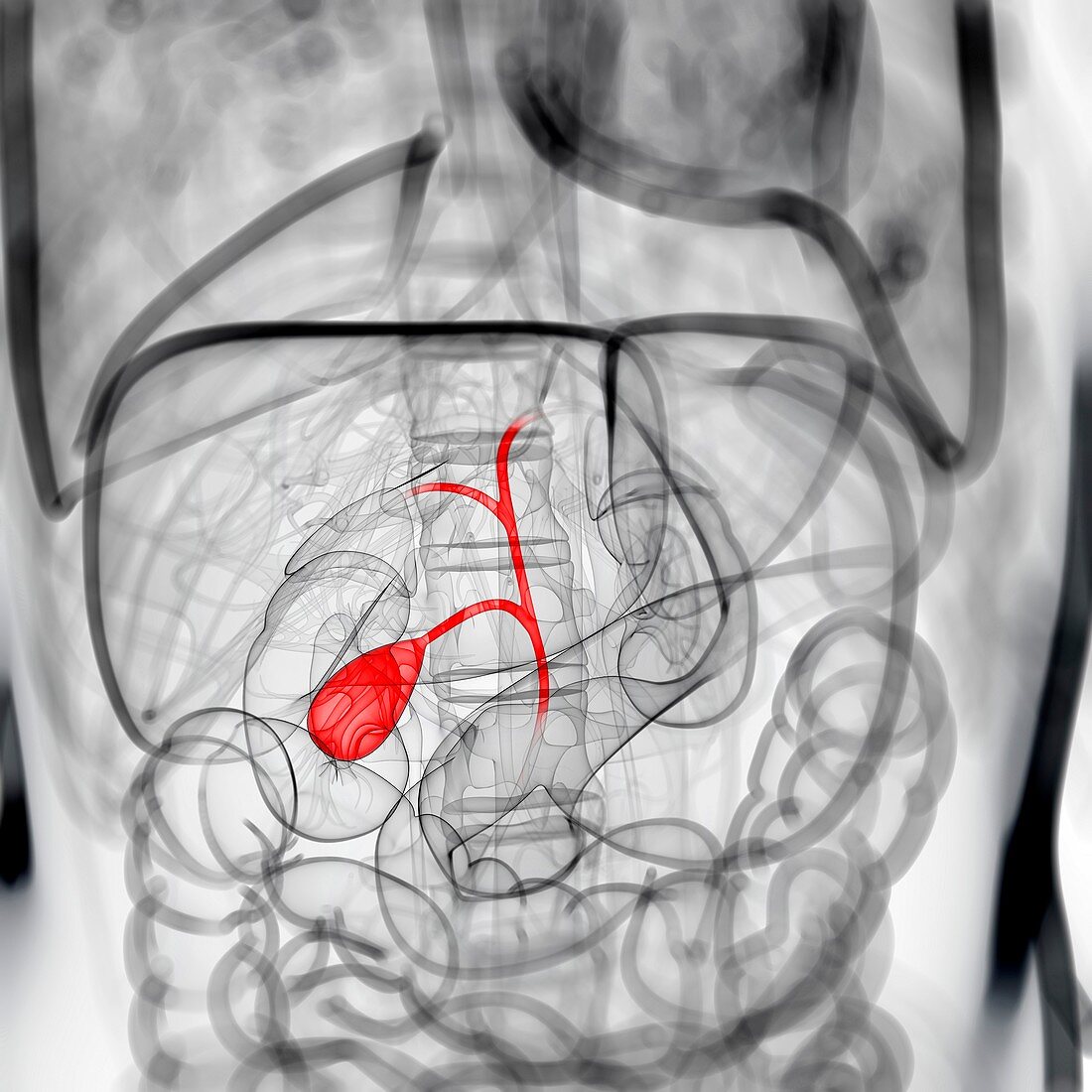 Healthy gallbladder,artwork