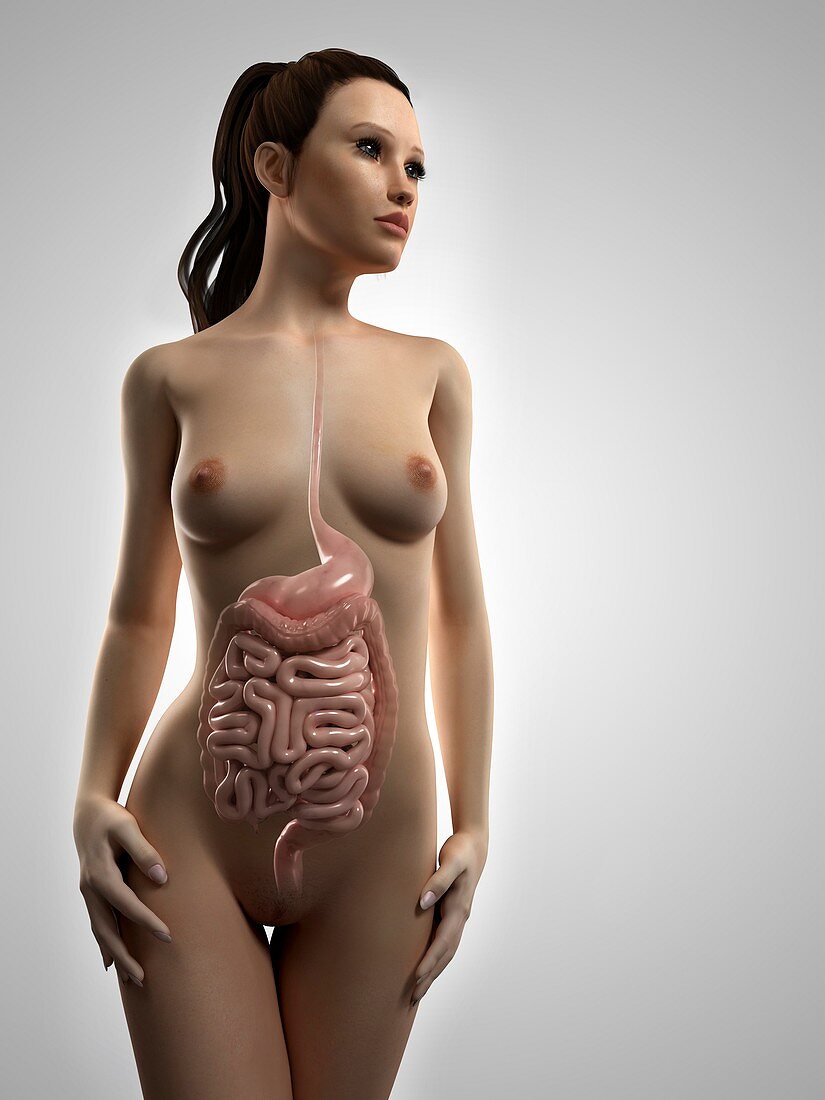 Healthy digestive system,artwork