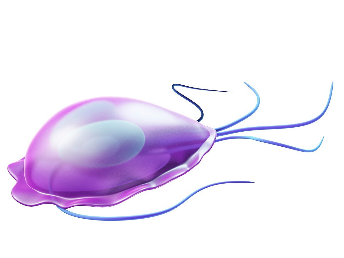 Giardia protozoan,artwork