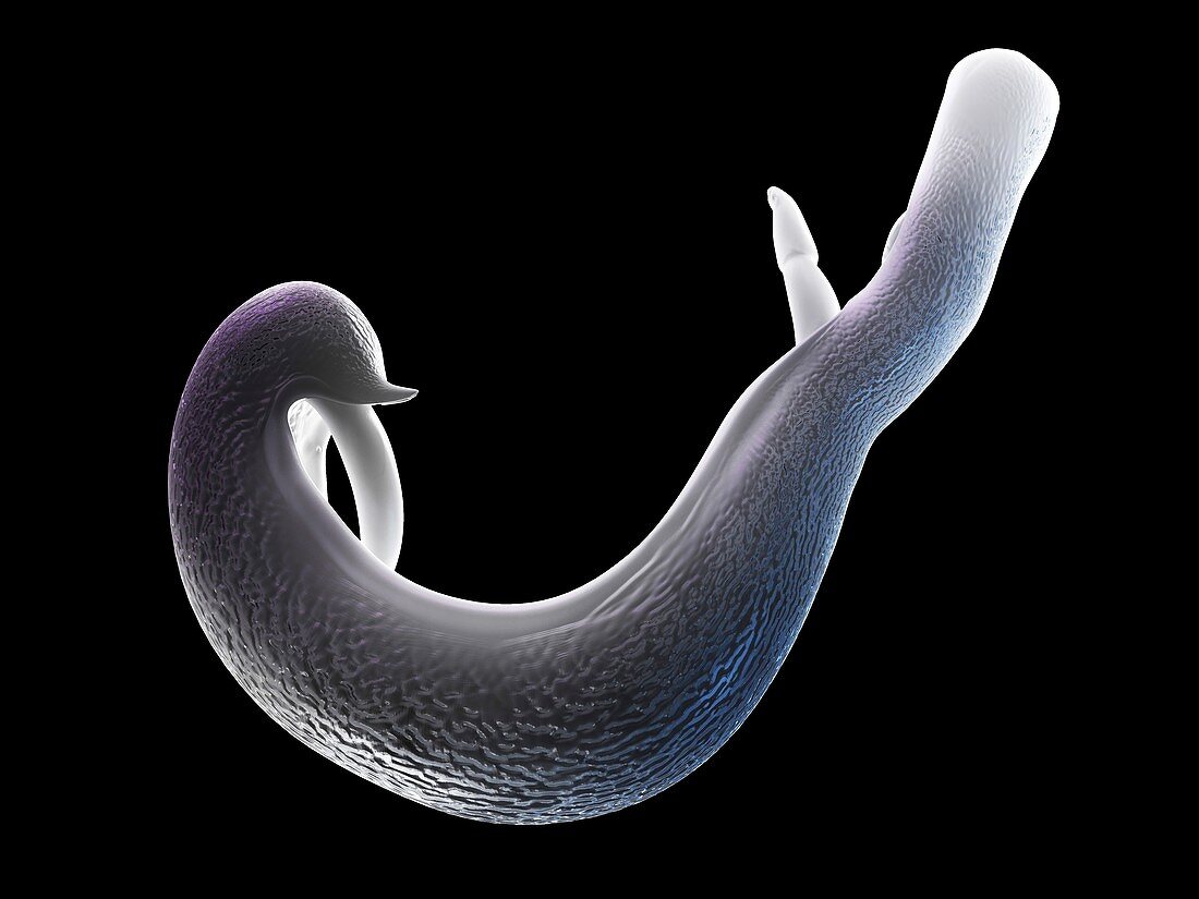 Schistosome fluke,artwork