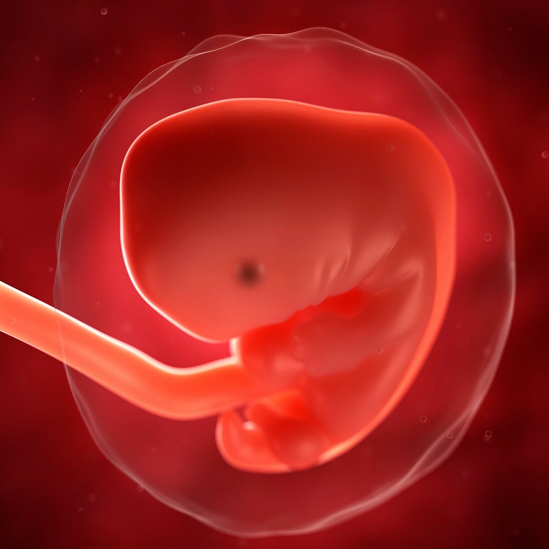 Foetus at 7 weeks,artwork