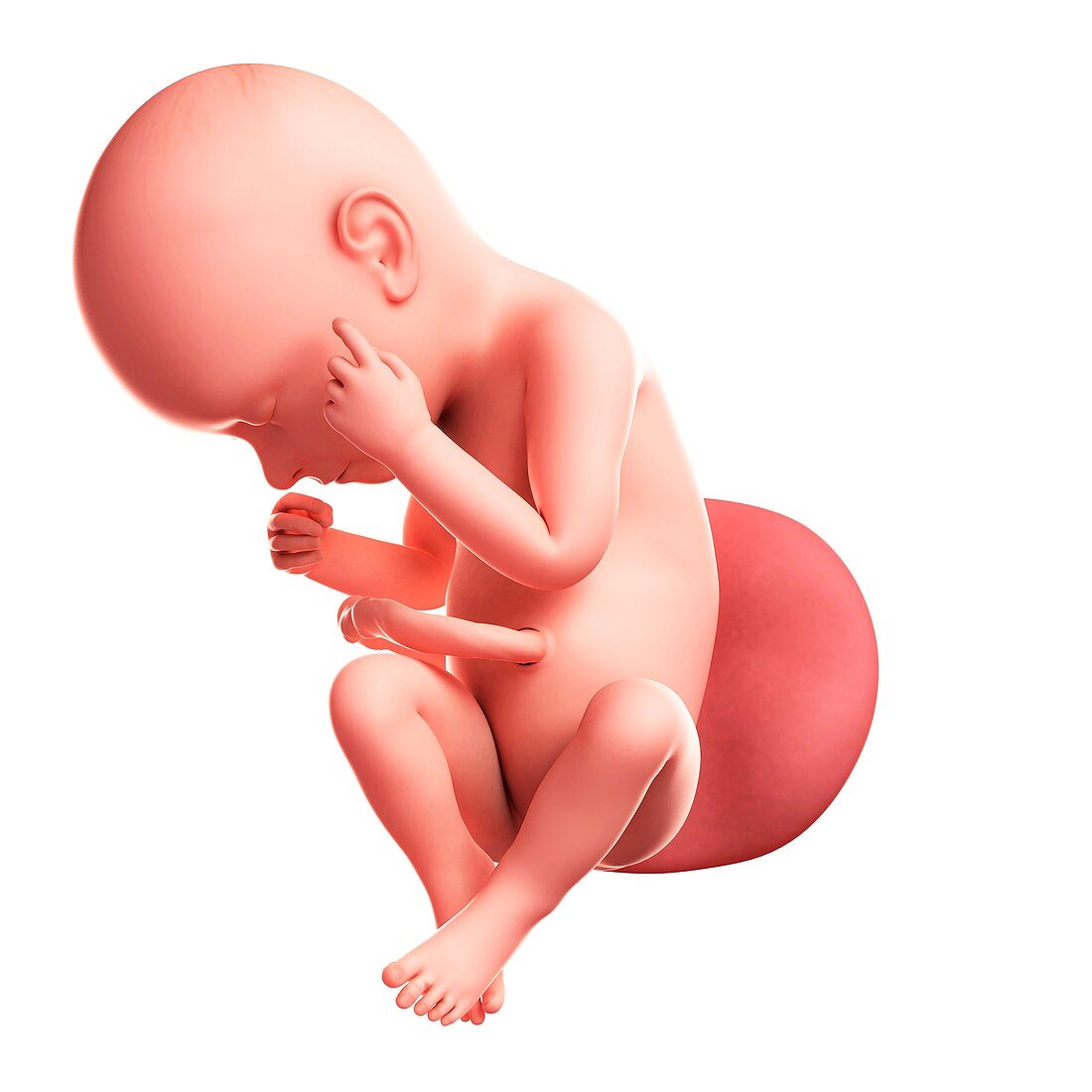 Foetus at 37 weeks,artwork
