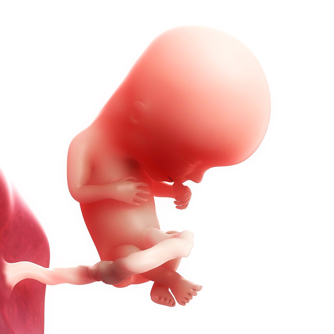 Foetus at 13 weeks,artwork