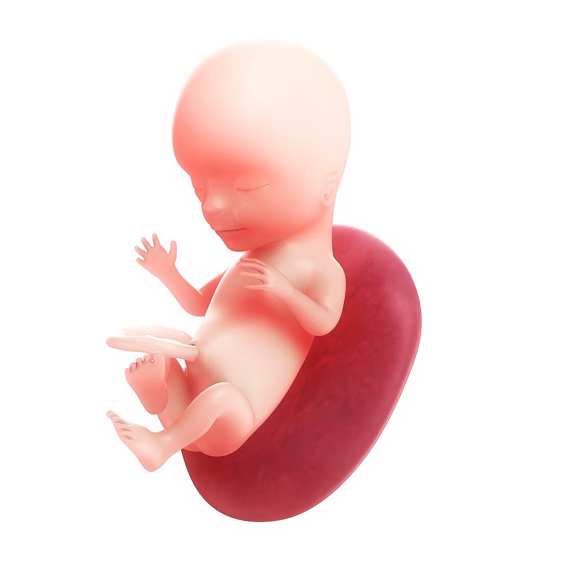 Foetus at 15 weeks,artwork
