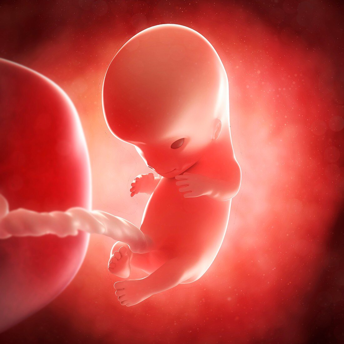 Foetus at 10 weeks,artwork