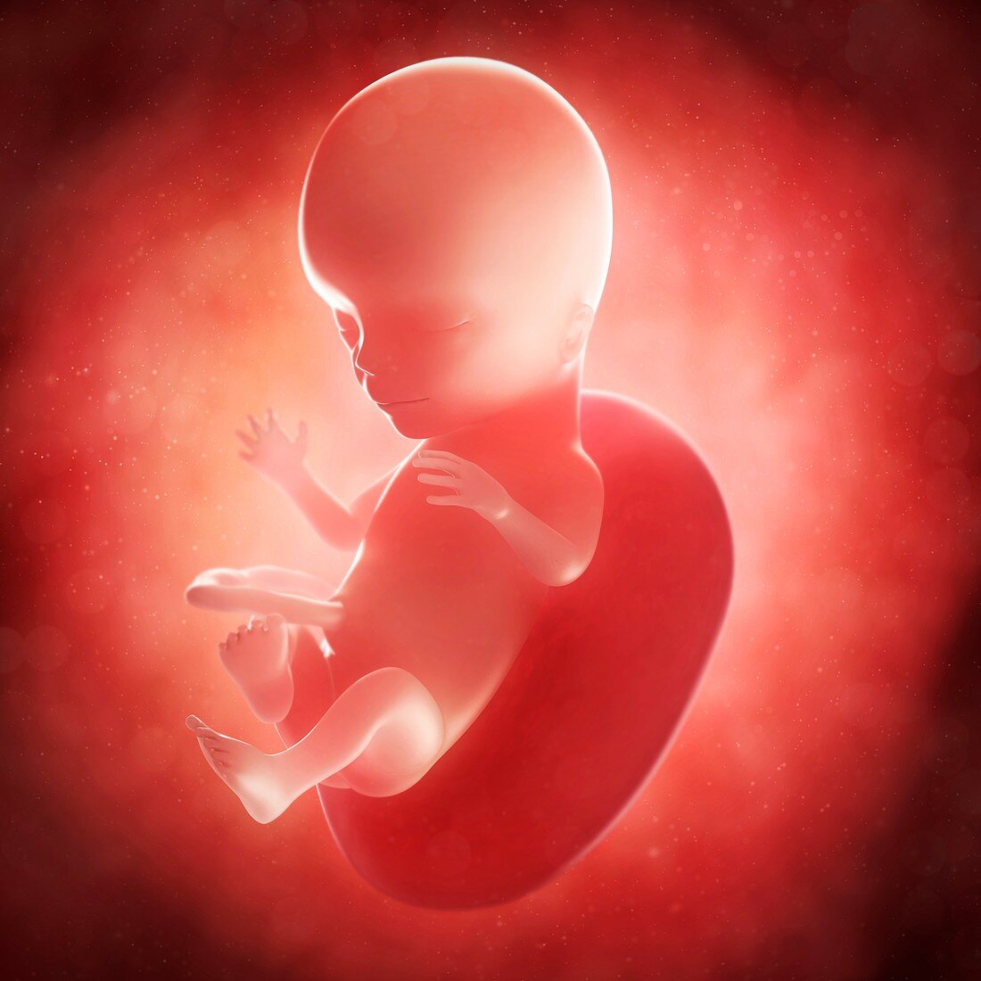 Foetus at 15 weeks,artwork
