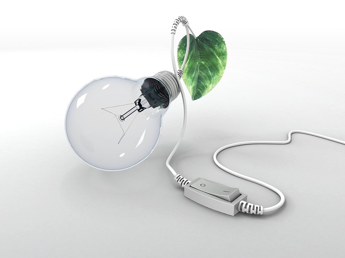 Electric light bulb,leaf and switch