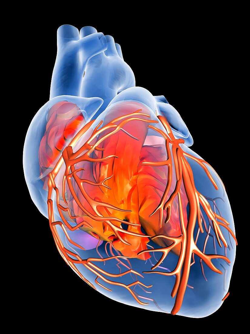 Heart with coronary vessels,artwork