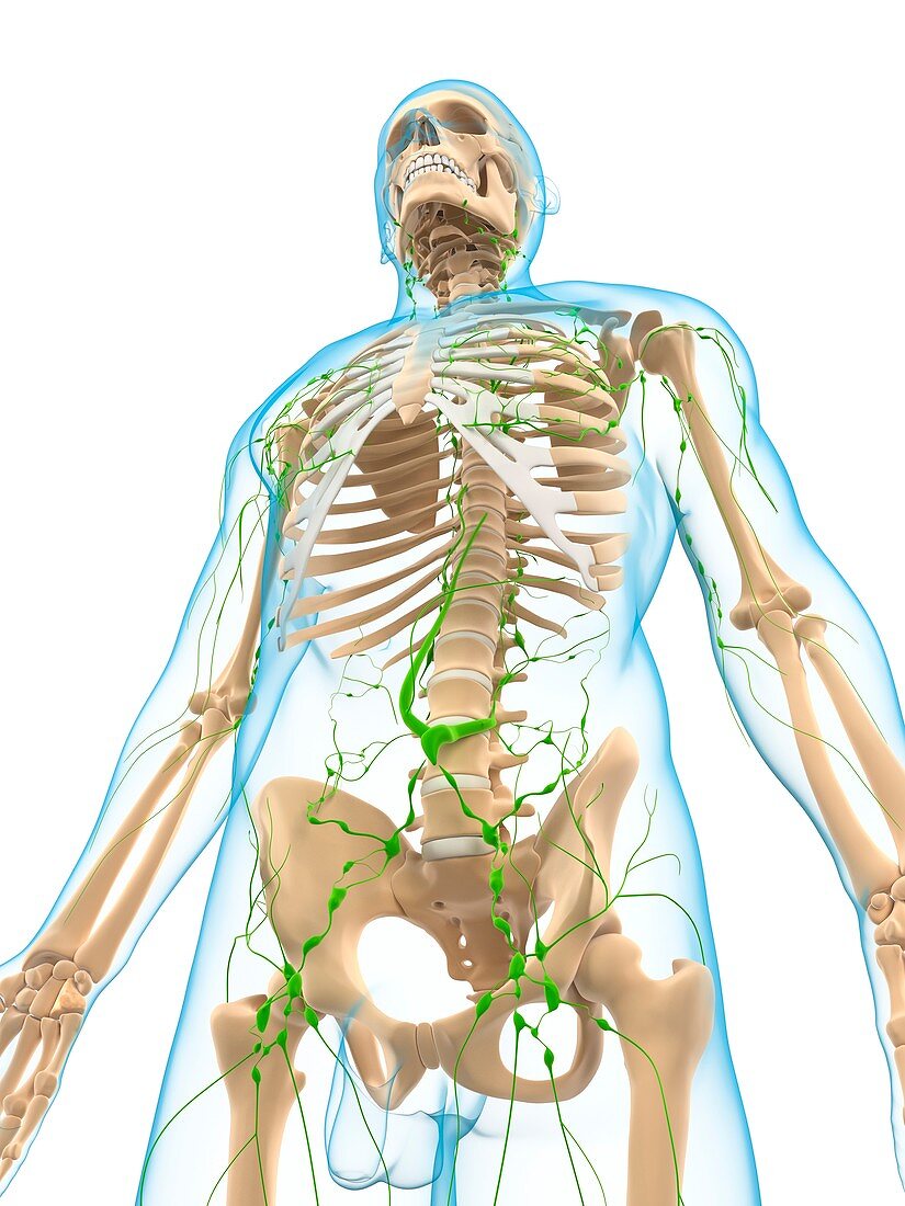 Lymphatic system,artwork