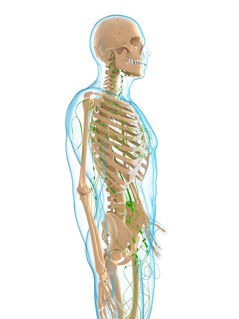 Lymphatic system,artwork