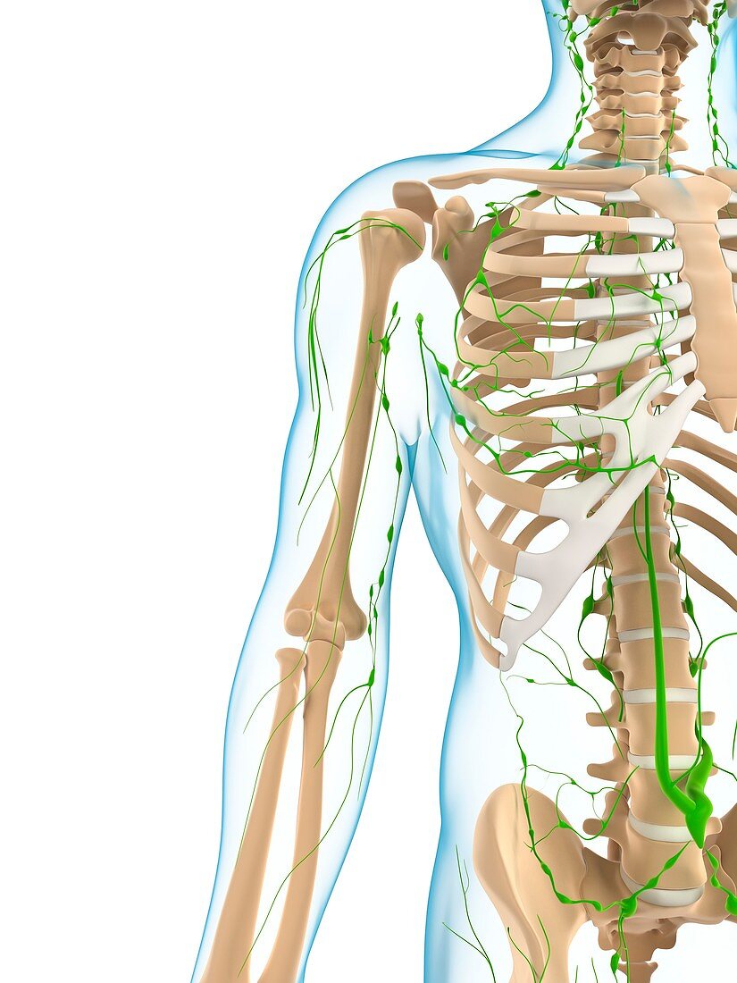 Lymphatic system,artwork