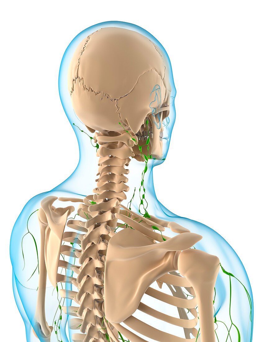 Lymphatic system,artwork