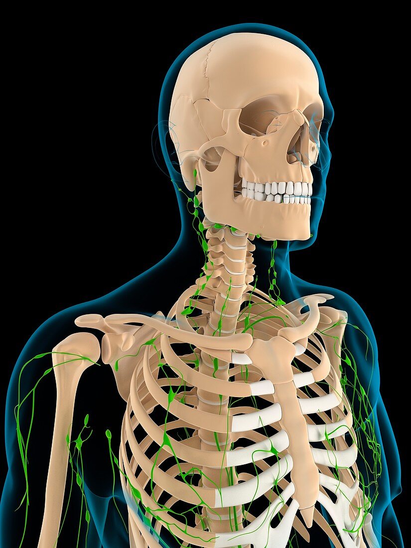 Lymphatic system,artwork