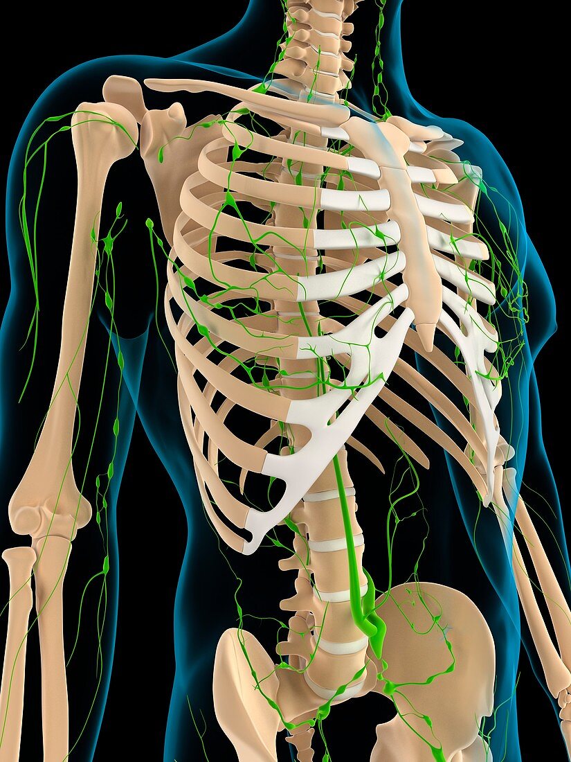 Lymphatic system,artwork