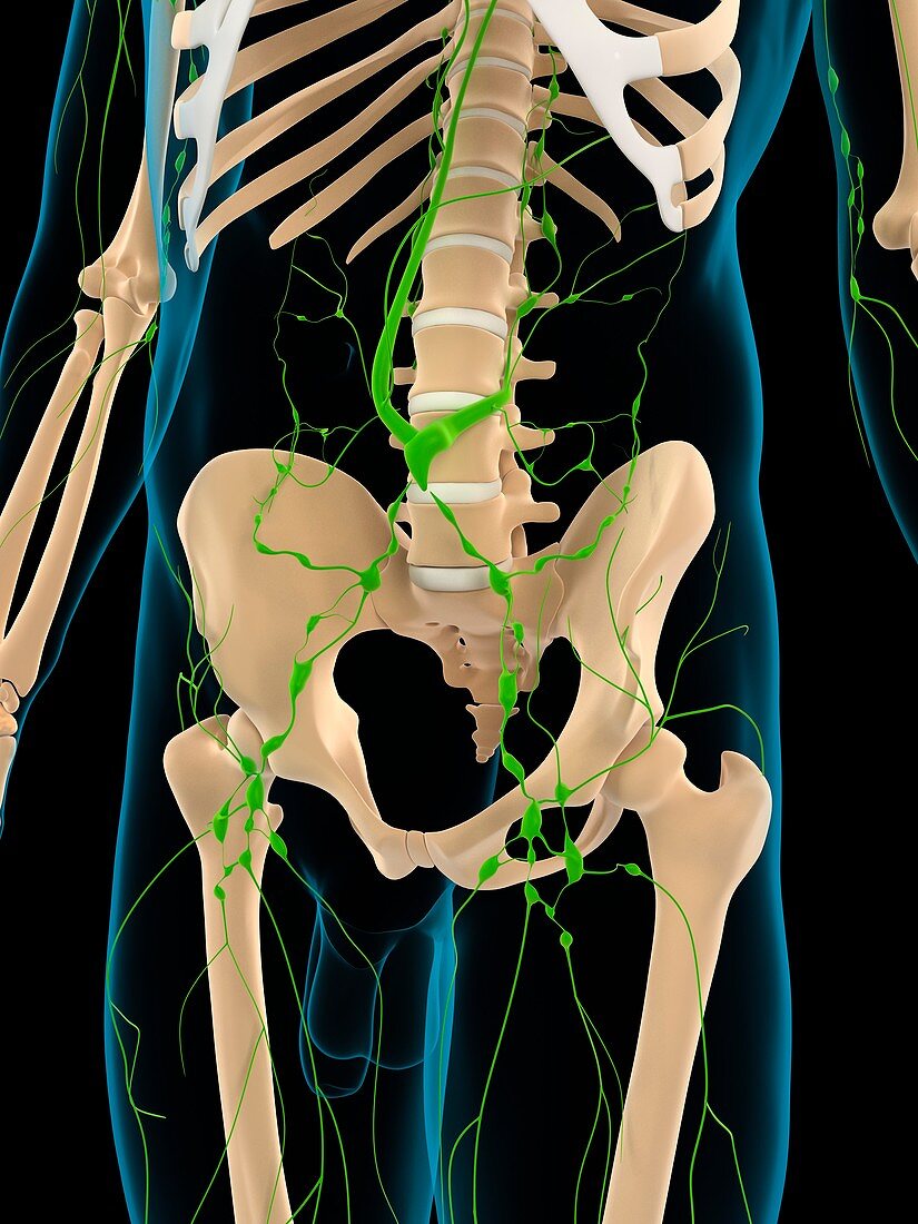 Lymphatic system,artwork