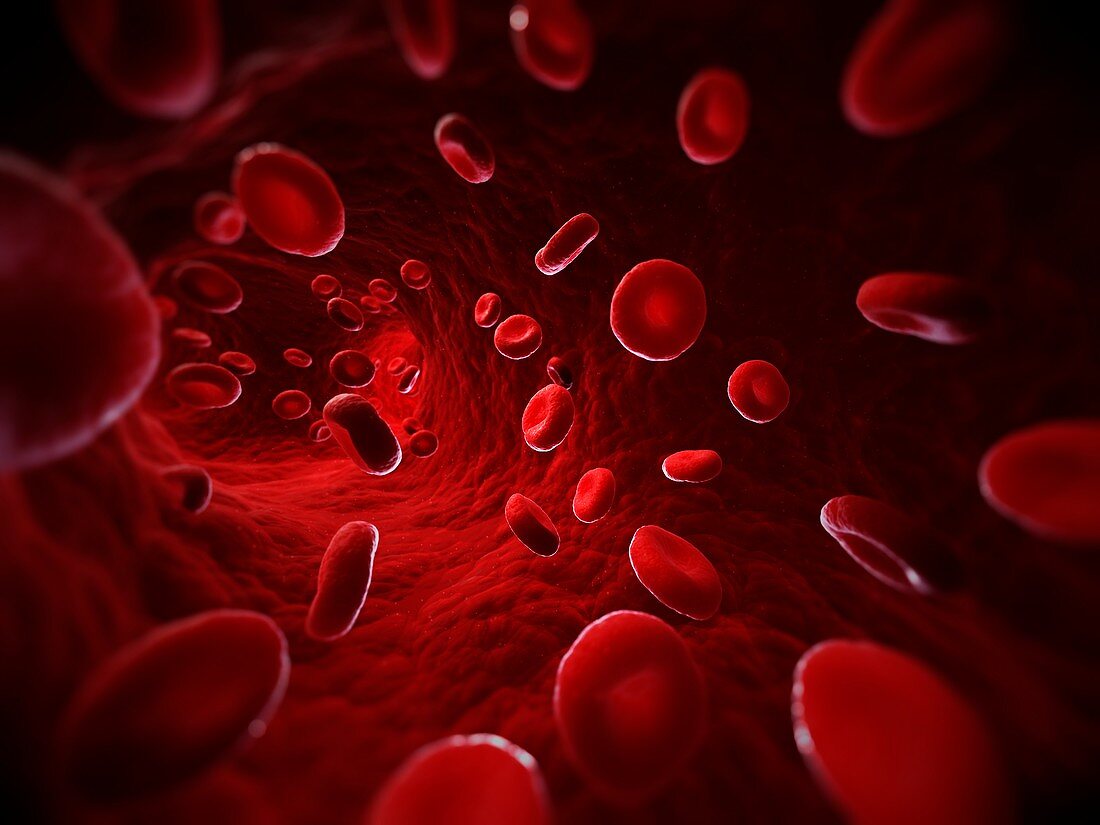 Red blood cells,artwork