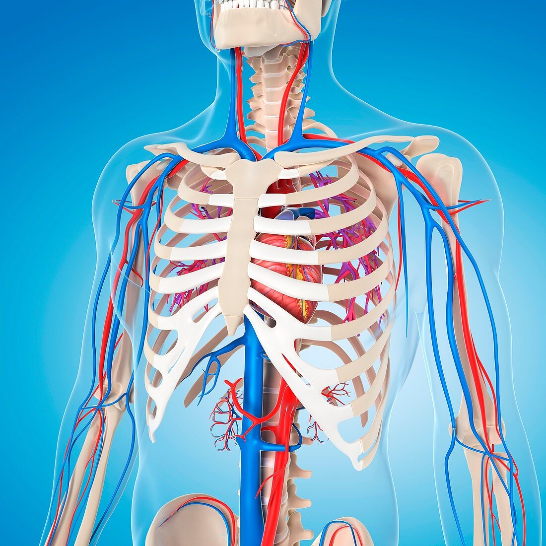 Vascular system,artwork