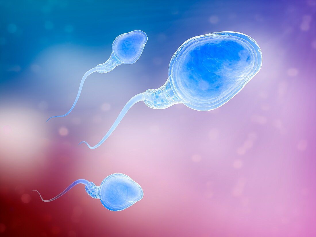 Human sperm cells,artwork
