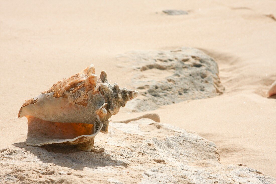 Sea Shells on the beach