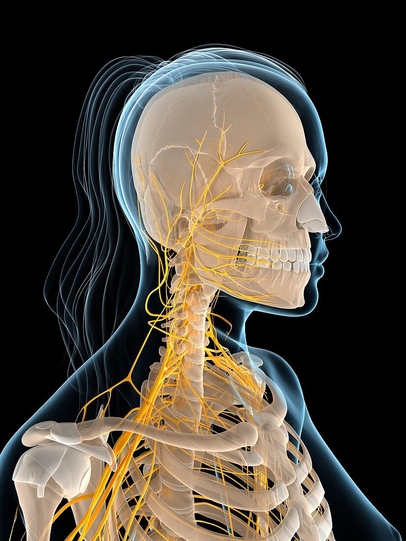 Female nervous system,artwork