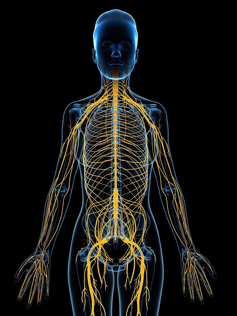 Female nervous system,artwork